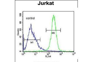 Flow cytometric analysis of Jurkat cells (right histogram) compared to a negative control cell (left histogram). (ANGEL1 Antikörper  (C-Term))
