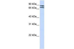 ZNF572 antibody used at 0. (ZNF572 Antikörper  (N-Term))