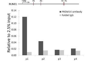Immunoprecipitation (IP) image for anti-PR Domain Containing 14 (PRDM14) antibody (ABIN1876766) (PRDM14 Antikörper)