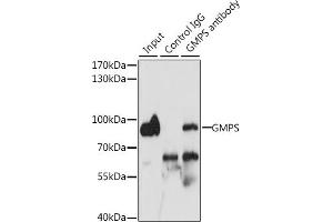 Immunoprecipitation analysis of 200 μg extracts of MCF-7 cells, using 3 μg GMPS antibody (ABIN6133520, ABIN6141190, ABIN6141191 and ABIN6222293). (GMP Synthase Antikörper  (AA 394-693))