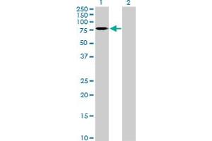 Western Blot analysis of CNOT2 expression in transfected 293T cell line by CNOT2 MaxPab polyclonal antibody. (CNOT2 Antikörper  (AA 1-540))