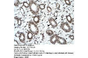 Human kidney (KIF25 Antikörper  (C-Term))
