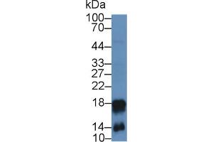 Western blot analysis of Mouse Spleen lysate, using Mouse CAMP Antibody (2 µg/ml) and HRP-conjugated Goat Anti-Rabbit antibody (