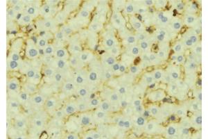 ABIN6276944 at 1/100 staining Mouse liver tissue by IHC-P. (CCL21 Antikörper  (C-Term))