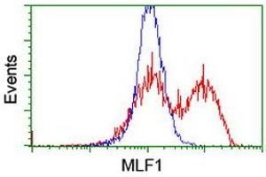 HEK293T cells transfected with either RC202774 overexpress plasmid (Red) or empty vector control plasmid (Blue) were immunostained by anti-MLF1 antibody (ABIN2455826), and then analyzed by flow cytometry. (MLF1 Antikörper)