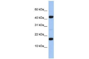 FLJ37543 antibody used at 1 ug/ml to detect target protein. (FLJ37543 Antikörper  (N-Term))