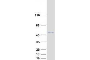 Validation with Western Blot