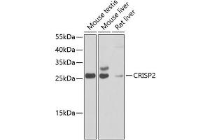 Western blot analysis of extracts of various cell lines, using CRISP2 antibody  at 1:1000 dilution. (CRISP2 Antikörper  (AA 22-243))