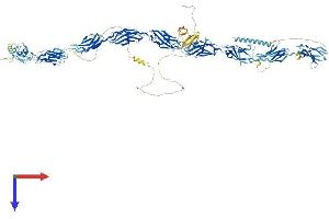 FNDC3A Protein (AA 1-1198) (His tag)