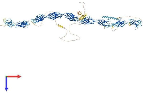 FNDC3A Protein (AA 1-1198) (His tag)