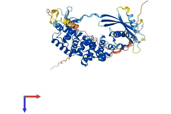 MUTYH Protein (AA 1-515) (His tag)