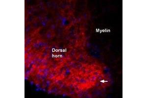 Expression of proBDNF in rat spinal cordImmunohistochemical staining of immersion-fixed, free floating rat spinal cord frozen sections using Guinea pig Anti-proBDNF Antibody (ABIN7043557, ABIN7045388 and ABIN7045389), (1:1000). (Pro-Brain-Derived Neurotrophic Factor (proBDNF) Peptid)