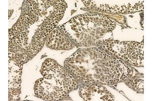 WEE1 Mouse Monoclonal Antibody at 1/100 staining mouse testis tissue by IHC-P. (WEE1 Antikörper)