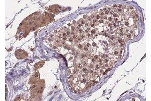 ABIN6277807 at 1/100 staining human testis tissue sections by IHC-P. (SREBF2 Antikörper  (Internal Region))