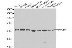 DHODH anticorps  (AA 116-395)