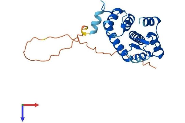 Grancalcin Protein (AA 1-220) (His tag)