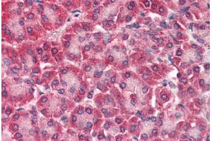Human Pancreas (formalin-fixed, paraffin-embedded) stained with CARD6 antibody ABIN337011 at 5 ug/ml followed by biotinylated anti-goat IgG secondary antibody ABIN481715, alkaline phosphatase-streptavidin and chromogen. (CARD6 Antikörper  (AA 2-15))