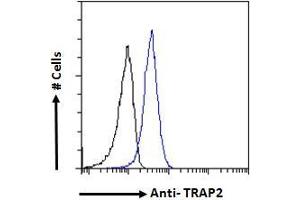 ABIN185319 Flow cytometric analysis of paraformaldehyde fixed HeLa cells (blue line), permeabilized with 0.
