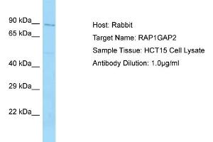 Host: Rabbit Target Name: RAP1GAP2 Sample Tissue: Human HCT15 Whole Cell Antibody Dilution: 1ug/ml (RAP1GAP2 Antikörper  (N-Term))