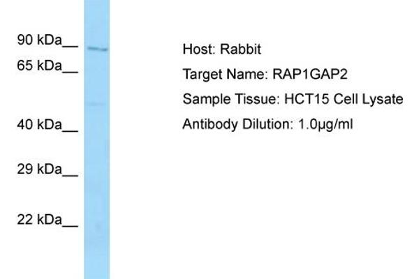 RAP1GAP2 Antikörper  (N-Term)