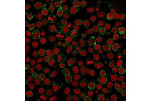 Immunofluorescence (IF) image for anti-CD22 Molecule (CD22) (AA 52-178) antibody (ABIN6941120)