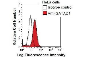HeLa cells were fixed in 2% paraformaldehyde/PBS and then permeabilized in 90% methanol. (GATAD1 Antikörper)