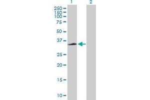 Western Blot analysis of CXCR2 expression in transfected 293T cell line by CXCR2 MaxPab polyclonal antibody. (CXCR2 Antikörper  (AA 1-360))