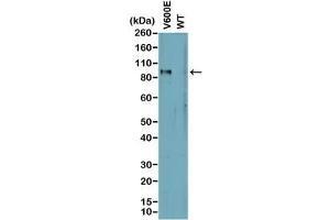 Western blot analysis of cell lysates prepared from cell lines expressing endogenous mutant (V600E) BRAF or wild type (WT) protein with recombinant BRAF V600E antibody. (Rekombinanter BRAF Antikörper  (Val600Glu-Mutant))