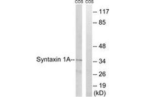 Western blot analysis of extracts from COS7 cells, using Syntaxin 1A (Ab-14) Antibody. (STX1A Antikörper  (AA 1-50))