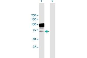 Western Blot analysis of TIAM2 expression in transfected 293T cell line by TIAM2 MaxPab polyclonal antibody.