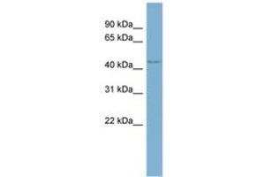 Image no. 1 for anti-WD Repeat Domain 8 (WDR8) (AA 287-336) antibody (ABIN6741817) (WDR8 Antikörper  (AA 287-336))