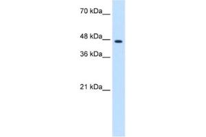 Western Blotting (WB) image for anti-Zinc Finger Protein 213 (ZNF213) antibody (ABIN2461194) (ZNF213 Antikörper)