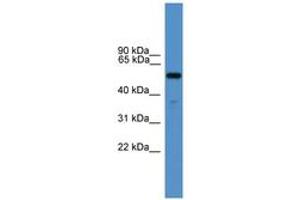 Image no. 1 for anti-Relaxin 3 Receptor 1 (RXFP3) (AA 51-100) antibody (ABIN6746607) (Relaxin 3 Receptor 1 Antikörper  (AA 51-100))