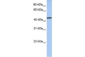 WB Suggested Anti-TRMT11 Antibody Titration:  0. (Trmt11 Antikörper  (N-Term))