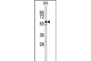 Western blot analysis of CDC14B Antibody (Center) (ABIN653024 and ABIN2842645) in 293 cell line lysates (35 μg/lane). (CDC14B Antikörper  (AA 188-215))