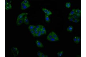 Immunofluorescence staining of HepG2 cells with ABIN7164019 at 1:166, counter-stained with DAPI. (KCNV2 Antikörper  (AA 1-155))