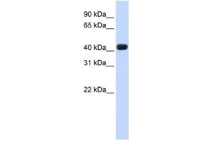 Western Blotting (WB) image for anti-RNA terminal Phosphate Cyclase Domain 1 (RTCD1) antibody (ABIN2458503)