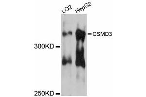 Western blot analysis of extracts of various cell lines, using CSMD3 antibody. (CSMD3 Antikörper)
