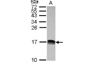 Western Blotting (WB) image for anti-NADH Dehydrogenase (Ubiquinone) 1 beta Subcomplex, 4, 15kDa (NDUFB4) (AA 1-129) antibody (ABIN1501991) (NDUFB4 Antikörper  (AA 1-129))