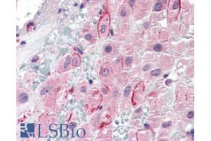 ABIN185425 (5µg/ml) staining of paraffin embedded Human Placenta. (Osteopontin Antikörper  (C-Term))