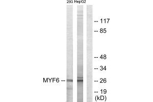 Western blot analysis of extracts from 293 cells and HepG2 cells, using MYF6 antibody. (MYF6 Antikörper  (Internal Region))