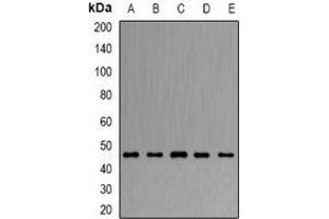 Western blot analysis of ARFGAP1 expression in Hela (A), HepG2 (B), mouse liver (C), mouse brain (D), rat lung (E) whole cell lysates.