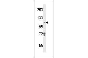 Western blot analysis of JMJD2B Antibody (N-term) (ABIN653341 and ABIN2842825) in K562 cell line lysates (35 μg/lane). (KDM4B Antikörper  (N-Term))