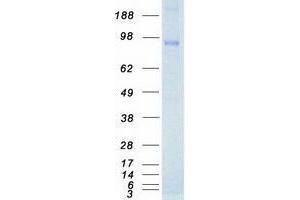Western Blotting (WB) image for Neurotrophic tyrosine Kinase, Receptor, Type 3 (NTRK3) (Transcript Variant 2) protein (Myc-DYKDDDDK Tag) (ABIN2734341)