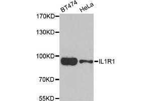 Western blot analysis of extracts of various cell lines, using IL1R1 antibody (ABIN5974995) at 1/1000 dilution. (IL1R1 Antikörper)