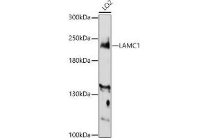 Western blot analysis of extracts of LO2 cells, using L antibody (ABIN7268186) at 1:3000 dilution. (Laminin gamma 1 Antikörper  (AA 1300-1609))
