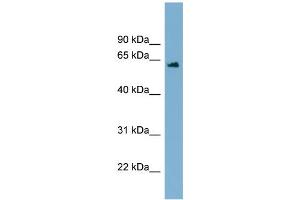 WB Suggested Anti-C12orf4  Antibody Titration: 0. (C12orf4 Antikörper  (Middle Region))