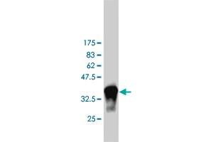 Western Blot detection against Immunogen (37. (PIK3C2B Antikörper  (AA 1-110))
