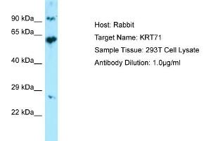 Western Blotting (WB) image for anti-Keratin 71 (KRT71) (Middle Region) antibody (ABIN2774427) (Keratin 71 Antikörper  (Middle Region))