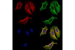 ABIN7094811 and ABIN7098862 staining Hela cells by IF/ICC. (Apolipoprotein M Antikörper  (Internal Region))